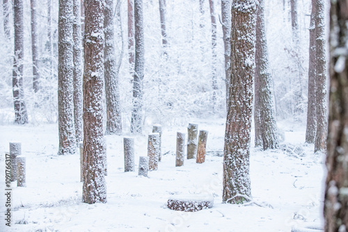 Snow-covered, frost-covered branches and trunks of a pine tree in a fairy-tale forest in winter in December. Blizzard in a winter forest before the Christmas holidays.