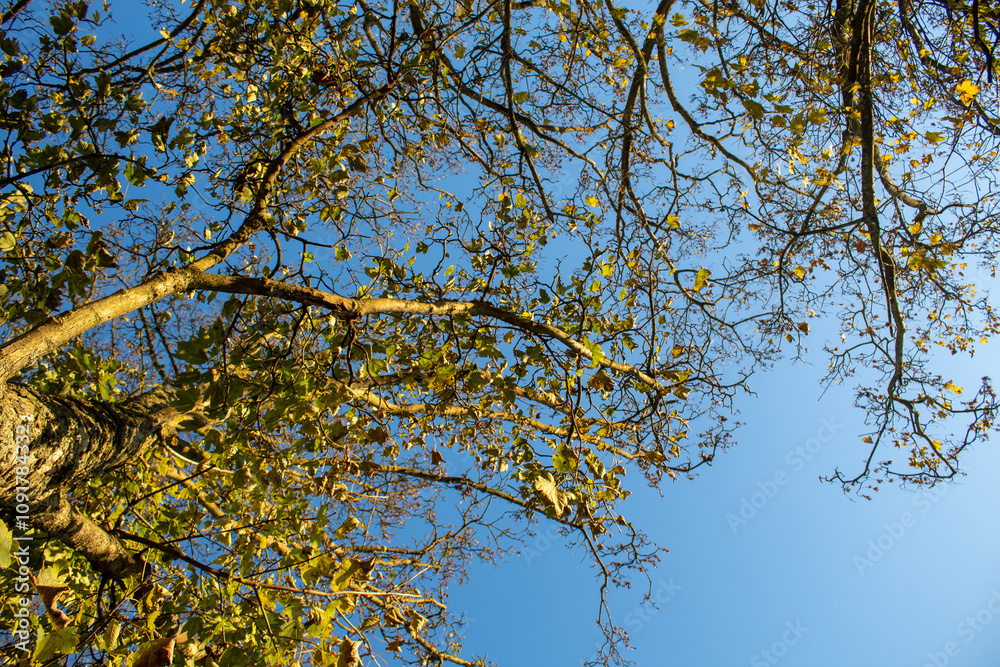 Fototapeta premium autumn tree on the blue sky