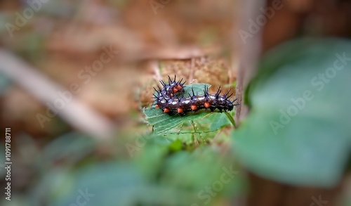 butterfly on a branch