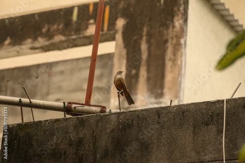 Turdus rufiventris photo