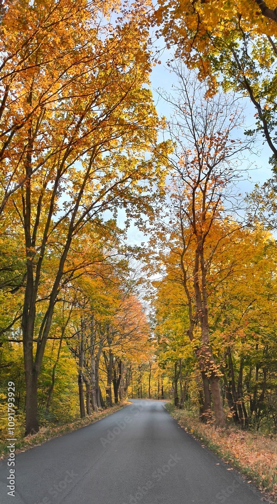 Fototapeta premium road in forest