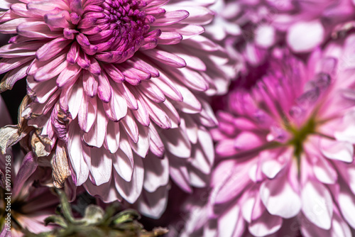 Macro Details of a Chrysanthemum Flower photo