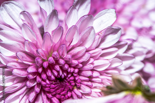 Macro Details of a Chrysanthemum Flower photo