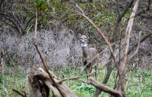 Obraz na płótnie Michigan November Bucks and Does Deer w salonie