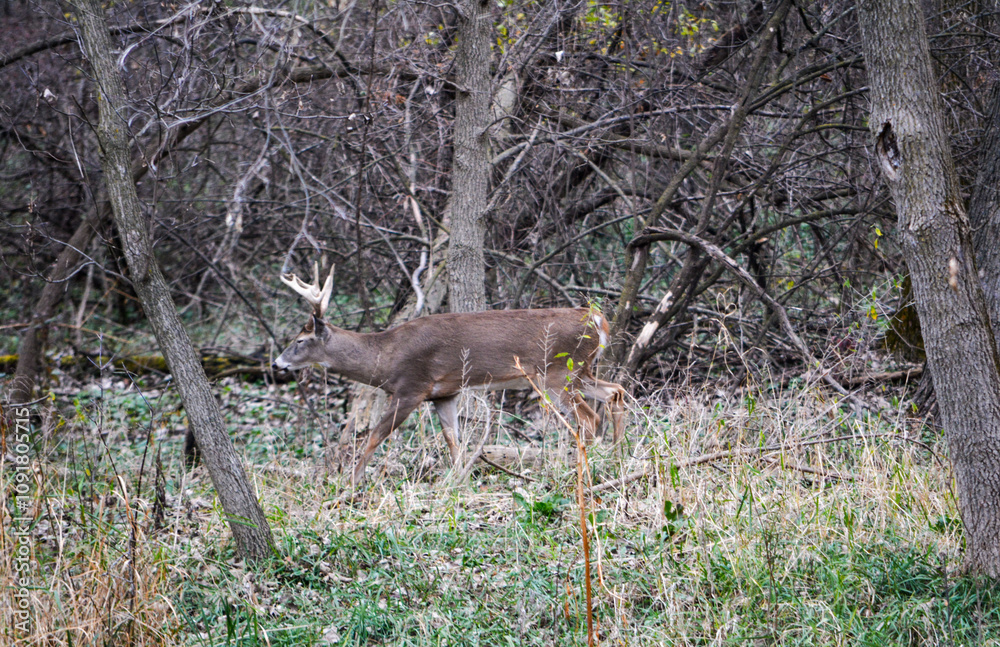 Michigan November Bucks and Does Deer