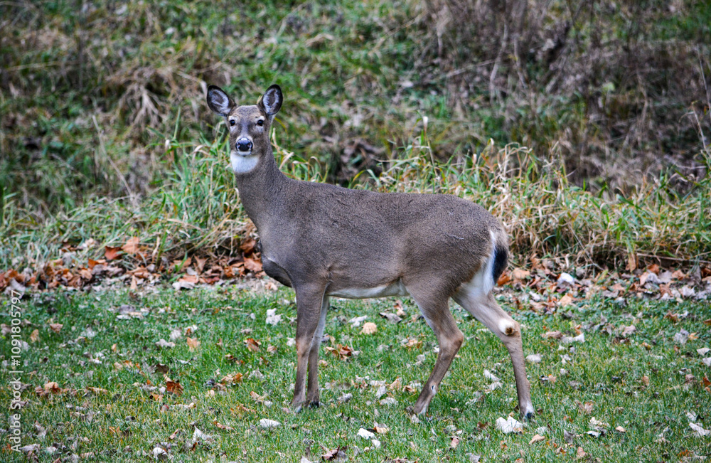 Michigan November Bucks and Does Deer