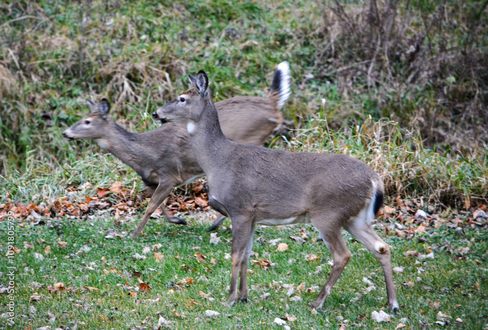 Michigan November Bucks and Does Deer