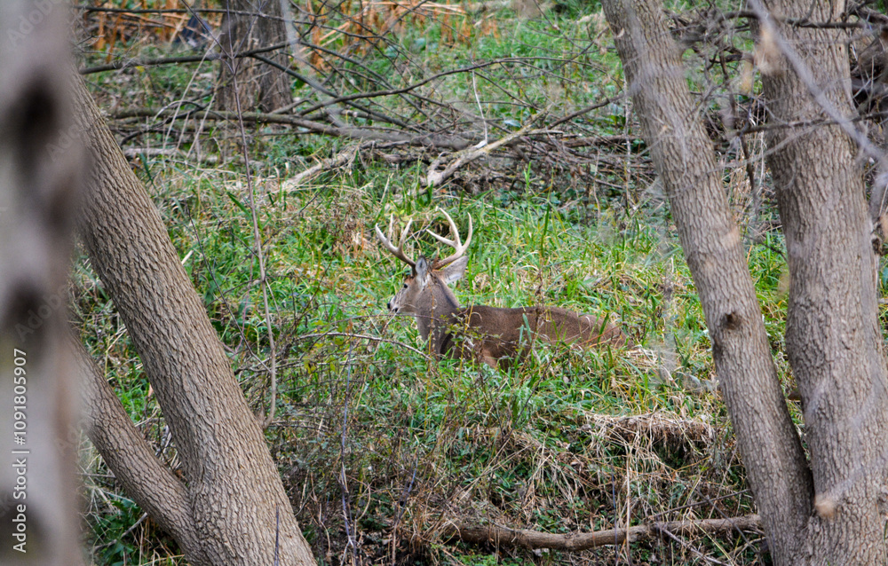 Michigan November Bucks and Does Deer