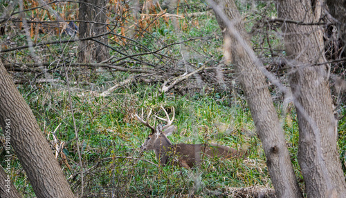 Obraz na płótnie Michigan November Bucks and Does Deer w salonie