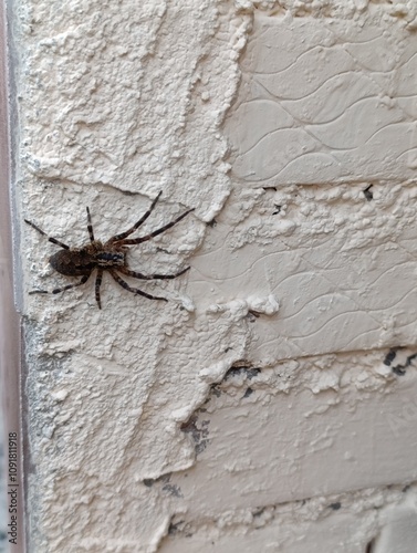 close up of a spider