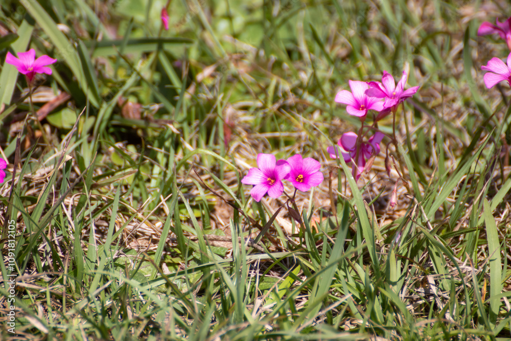 Obraz premium Pasto cubierto de flores rosadas
