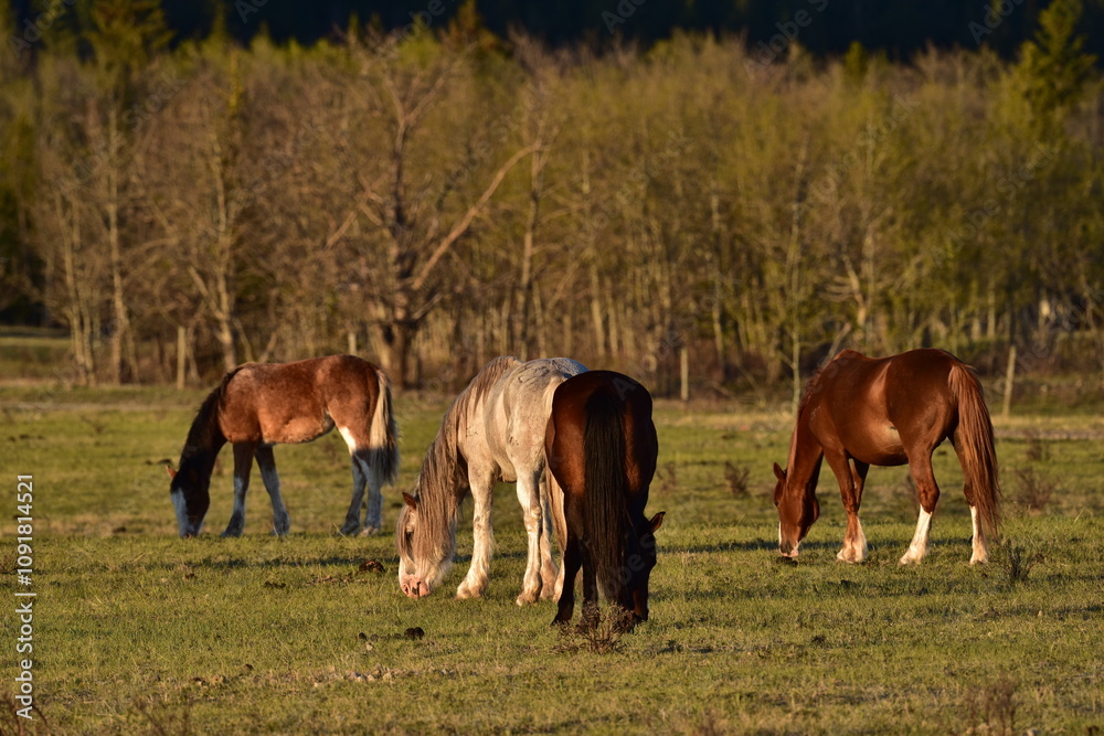 Obraz premium horses in the field
