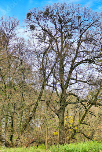 Poznań, Cybina Valley, nature protected area, area around the river covered with lush vegetation and beautiful large trees