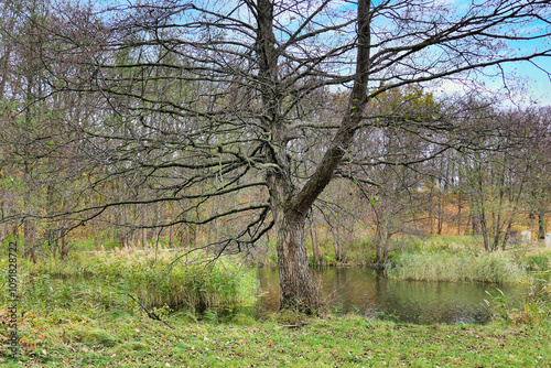 Poznań, Cybina Valley, nature protected area, area around the river covered with lush vegetation and beautiful large trees