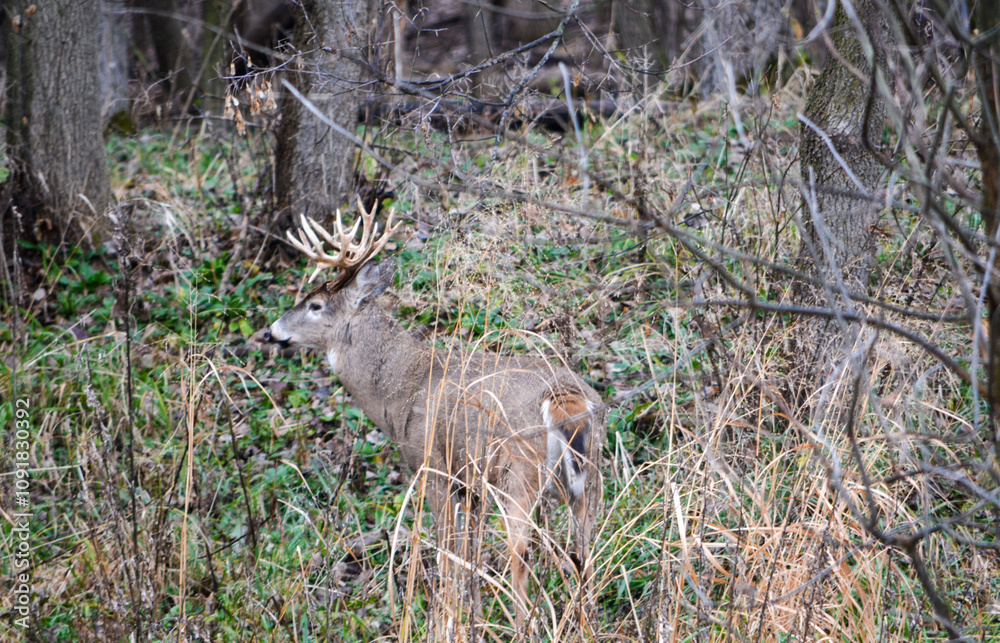 Michigan Handsome 12 Point Buck Posing For Me