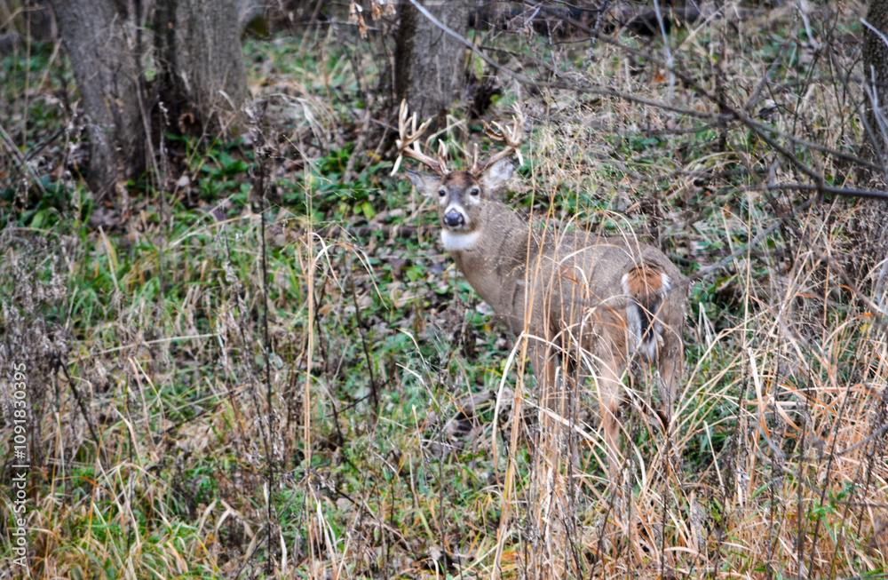Michigan Handsome 12 Point Buck Posing For Me