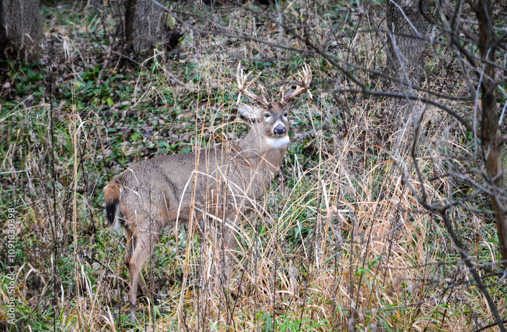 Michigan Handsome 12 Point Buck Posing For Me