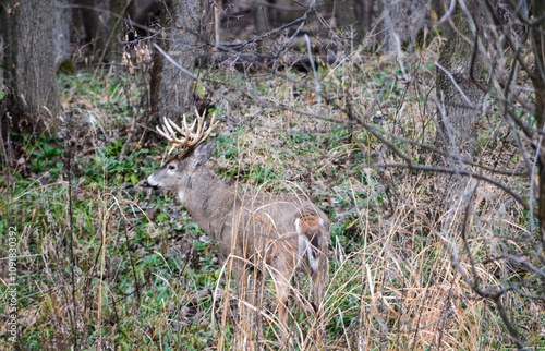 Obraz na płótnie Michigan Handsome 12 Point Buck Posing For Me w salonie
