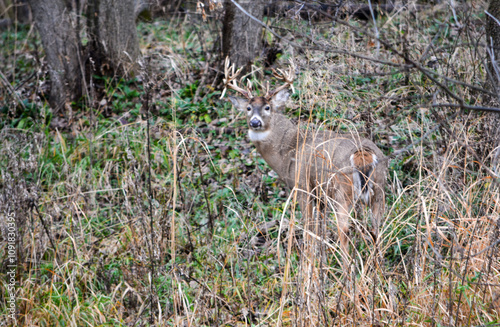 Obraz na płótnie Michigan Handsome 12 Point Buck Posing For Me w salonie