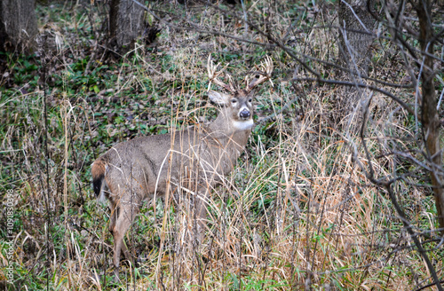 Obraz na płótnie Michigan Handsome 12 Point Buck Posing For Me w salonie