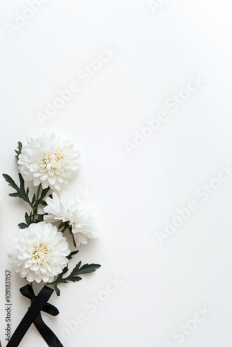 White chrysanthemums or daisies with black ribbon on white background. Template vertical funeral mourner symbol, for obituary, farewell services, condolences and funeral invitation with space for text