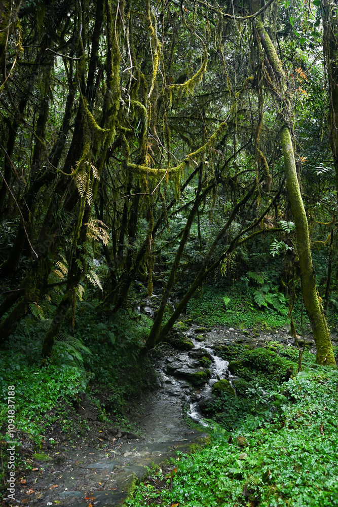 Obraz premium A small waterfall crossing a jungle road in Annapurna Conservation area, Nepal