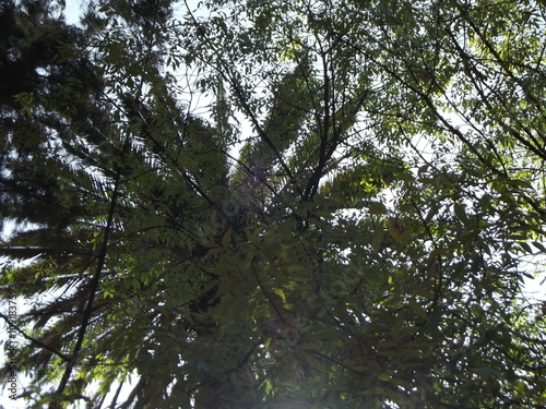 Palm trees over the forest,Árboles palmeros  sobre el bosque ,(10664) photo