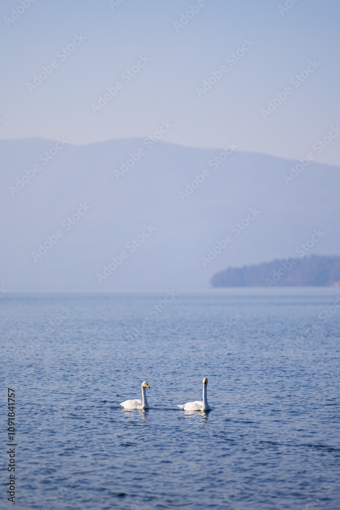 Obraz premium 屈斜路湖の白鳥