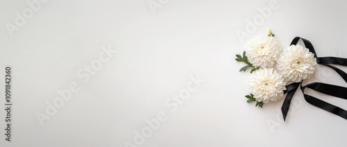 White chrysanthemums or daisies with black ribbon on white background. Template banner funeral mourner symbol, for obituary, farewell services, condolences and funeral invitation with space for text