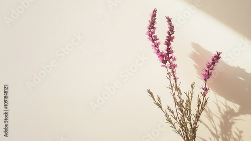 Minimalist photo of lavender sprigs casting shadow on light wall photo