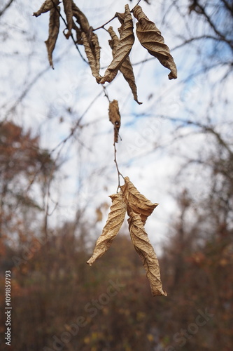 The brown leaves are about to fall to the ground.