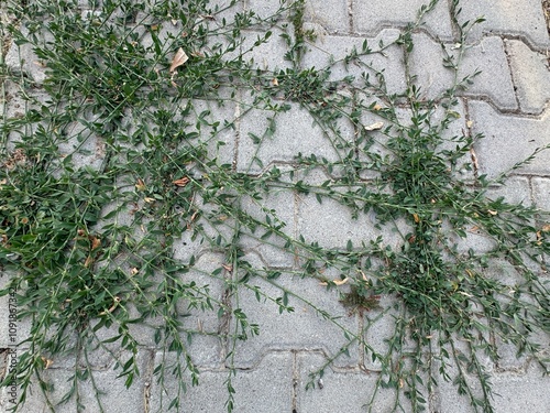 Polygonum aviculare (Birdbread) plant close-up. Fresh green leaves of knotgrass plant crawling on the pavement. Prostrate knotweed, birdweed, pigweed and lowgrass.
