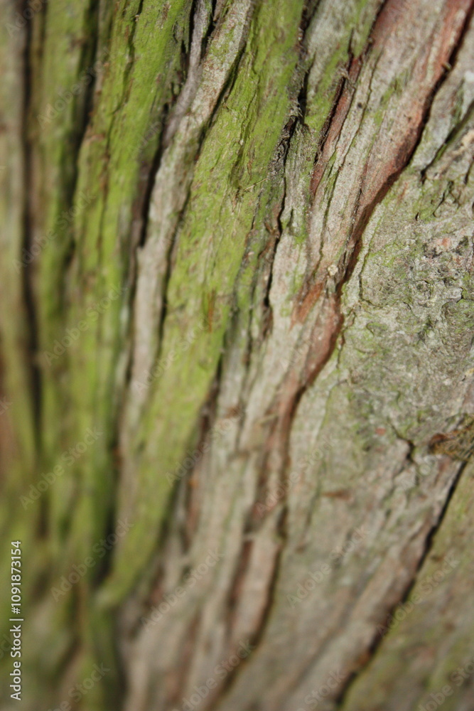 Obraz premium Tree Bark Texture 3