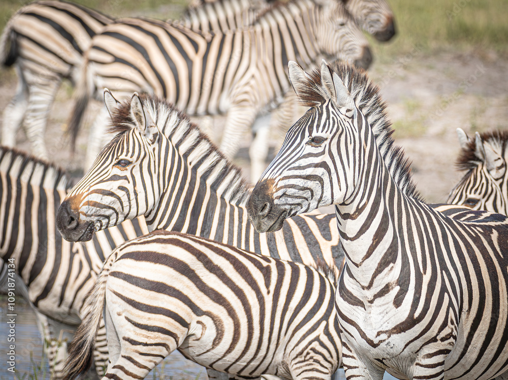 Zebra herd, zebra pattern, zebras, botswana Zebra herd, zebra pattern, zebras, botswana