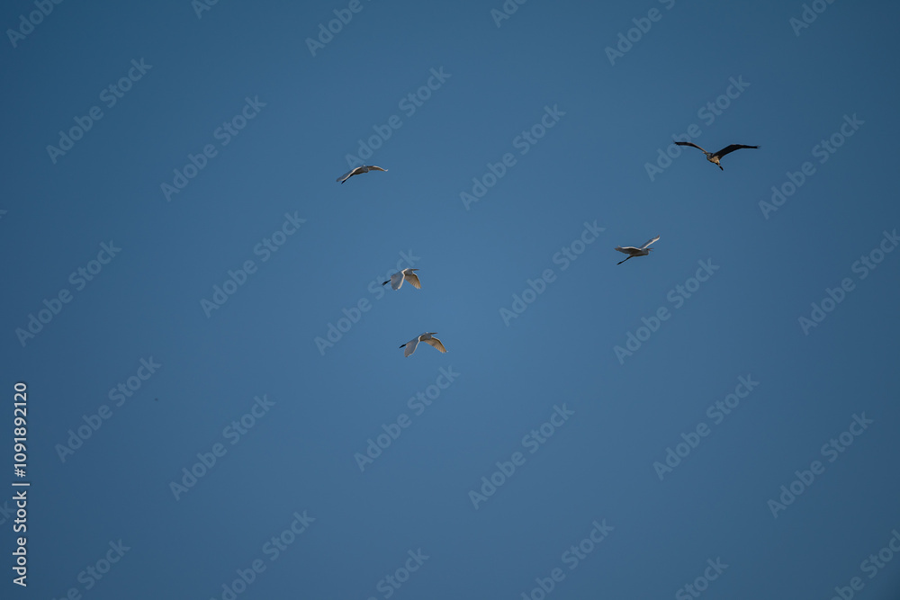 Fototapeta premium flock of birds flying against blue sky