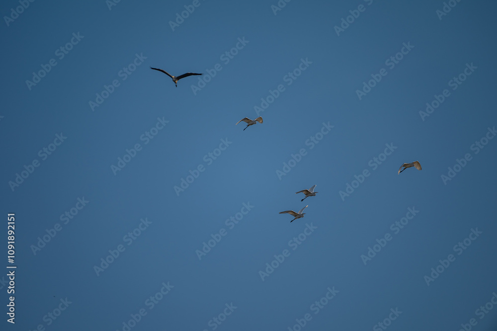 Fototapeta premium birds in flight