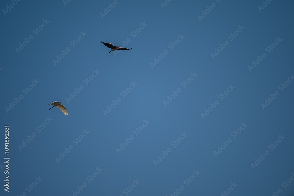 Fototapeta premium Grey Heron and White Heron Soaring in Blue Sky