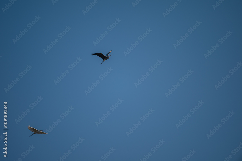 Fototapeta premium Grey Heron in Flight Against Blue Sky