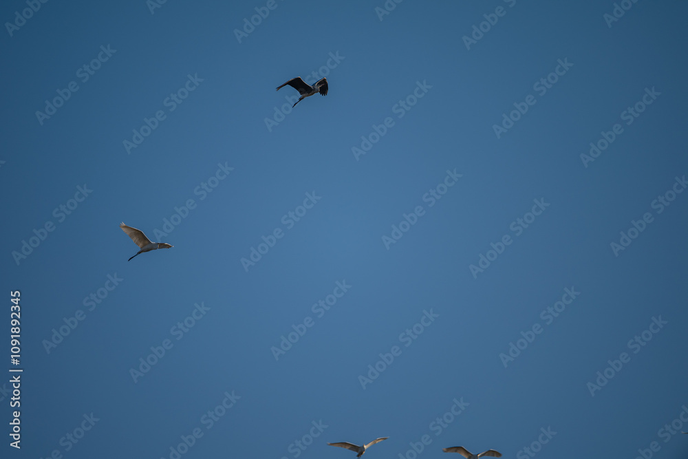Obraz premium Grey Heron and White Heron Soaring in Blue Sky