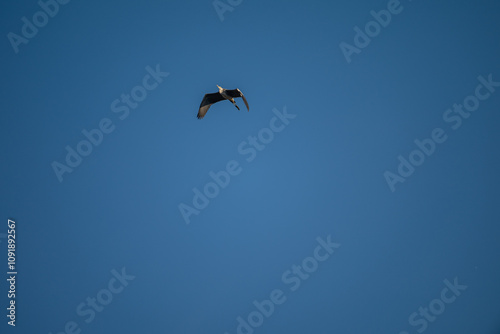 Grey Heron in Flight Against Blue Sky