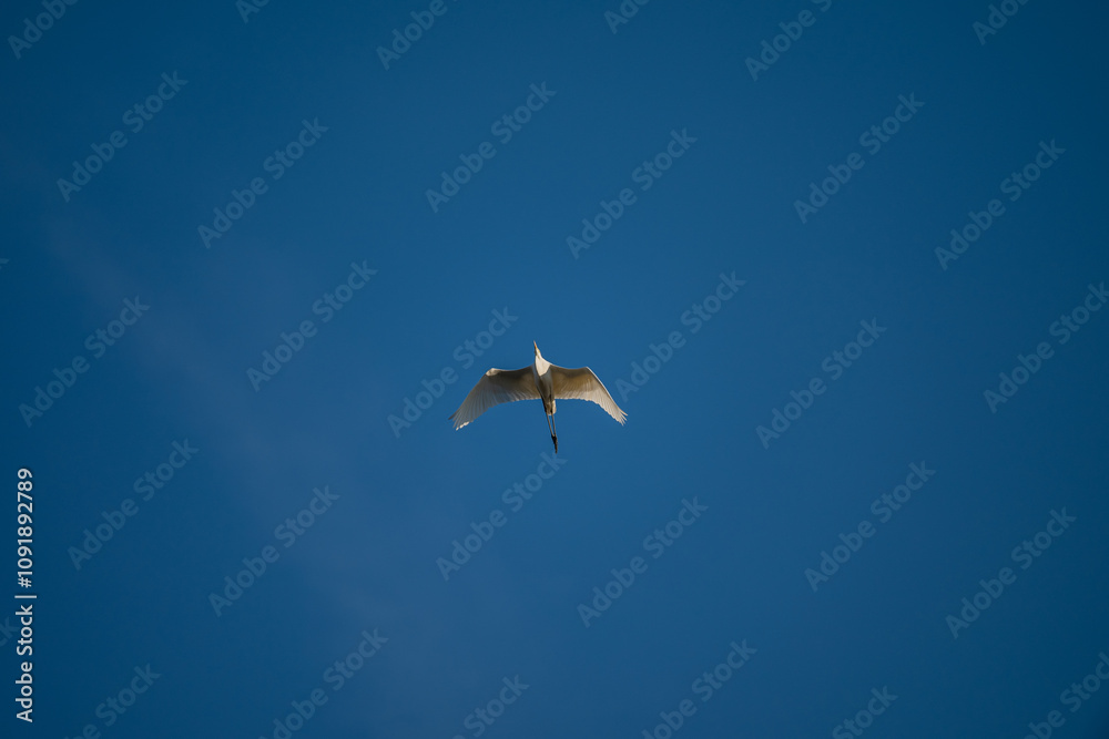 Great Egret Soaring in Blue Sky: Wings Spread Wide Great Egret Soaring in Blue Sky: Wings Spread Wide