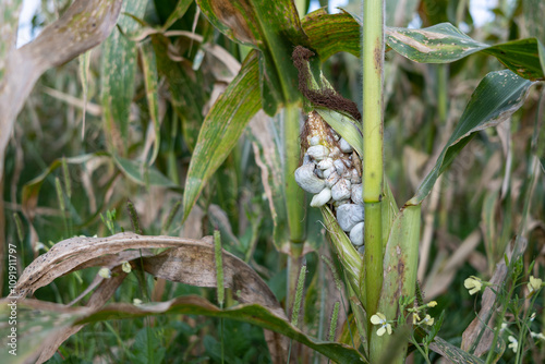 Detail of huitlacoche on corn in a crop field photo