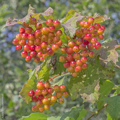 Unripe red viburnum berries in late summer. Wild guelder rose (Viburnum opulus) in the forests of Lithuania, northern Europe. photo