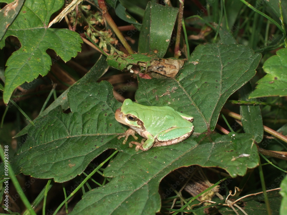 Obraz premium 葉の上のアマガエル4