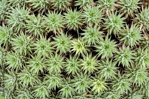 Cactus desert plants for garden decoration