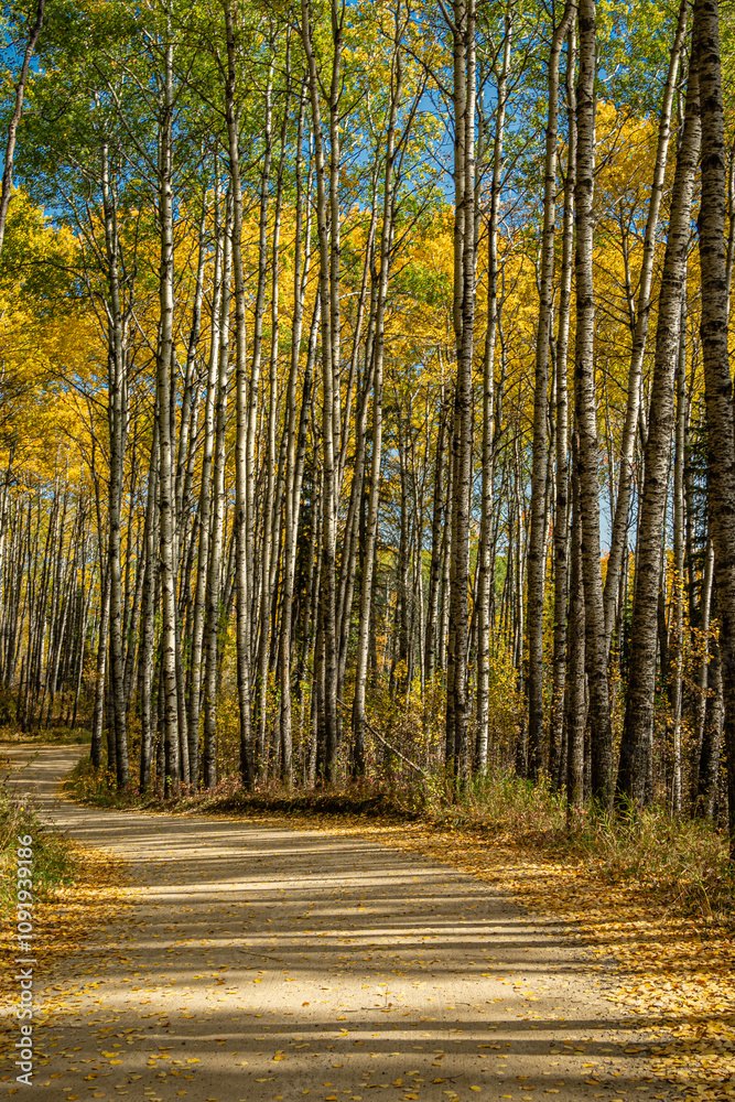 Obraz premium A road runs through a forest of trees with leaves that are yellow and brown