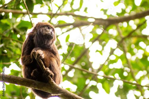 Macaco bugio no galho de árvore da Mata Atlântica Brasileira. 