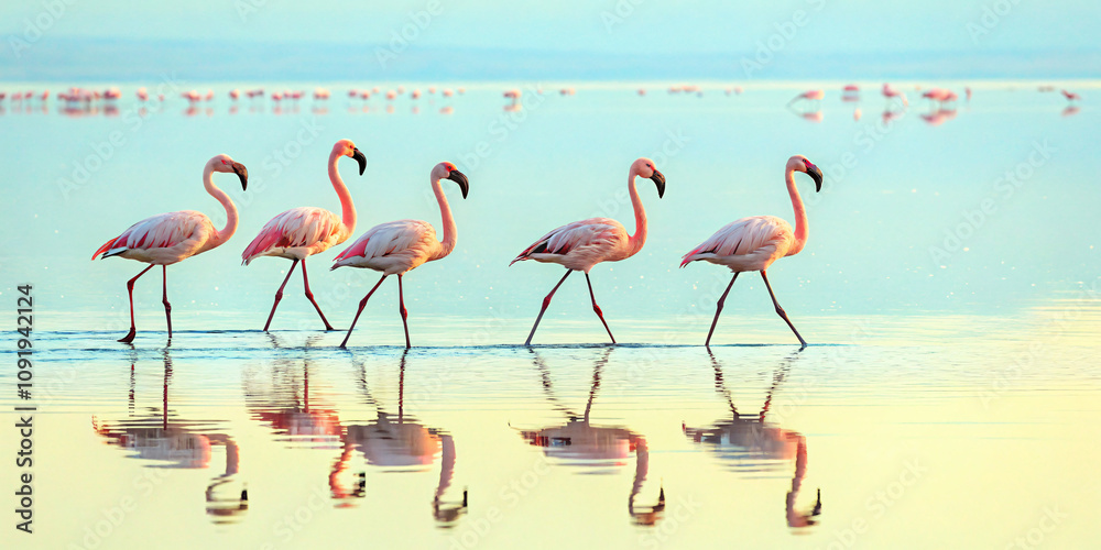 Obraz premium flamingos in water, reflection of pink feather animal