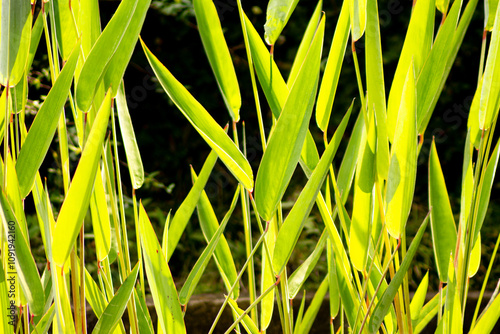 Folhas verde do capim na luz do por do sol. photo