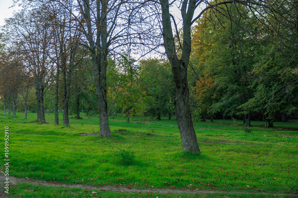 Fototapeta premium A park with a lot of trees and grass
